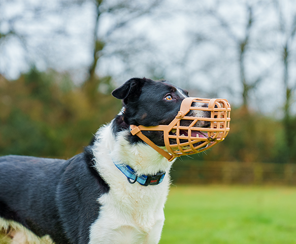 Baskerville | Dog Behaviour & Training | Lightweight Basket Muzzle  - Classic Discount