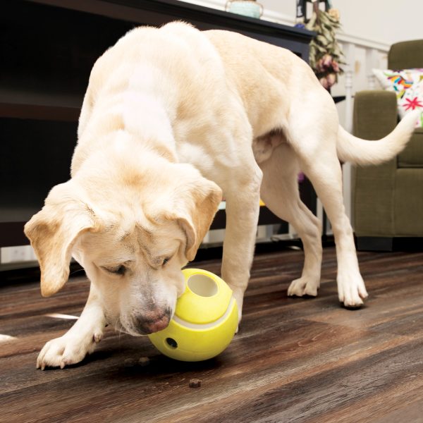 KONG Rewards | Dog Treat Dispenser Toy | Tennis Ball - Small Online Hot Sale