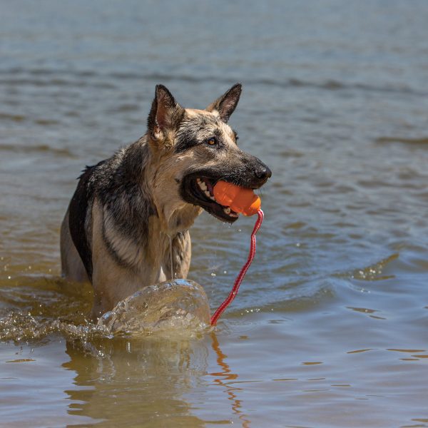 KONG | Active Dog Floating Retrieve Toy | Cool Aqua - Large Sale