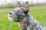 Baskerville | Dog Behaviour & Training | Lightweight Basket Muzzle  - INVISA For Cheap